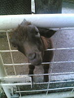 Mehhhhhhhhhh.. Haha, this baby goat is so cute, huh?