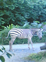 Zebraa crossing!