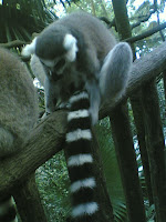Urmmm, I forgot the name of this animal, but it's the animal from Madagasca! Is it spelled this way?? :/ I like to move it, move it!