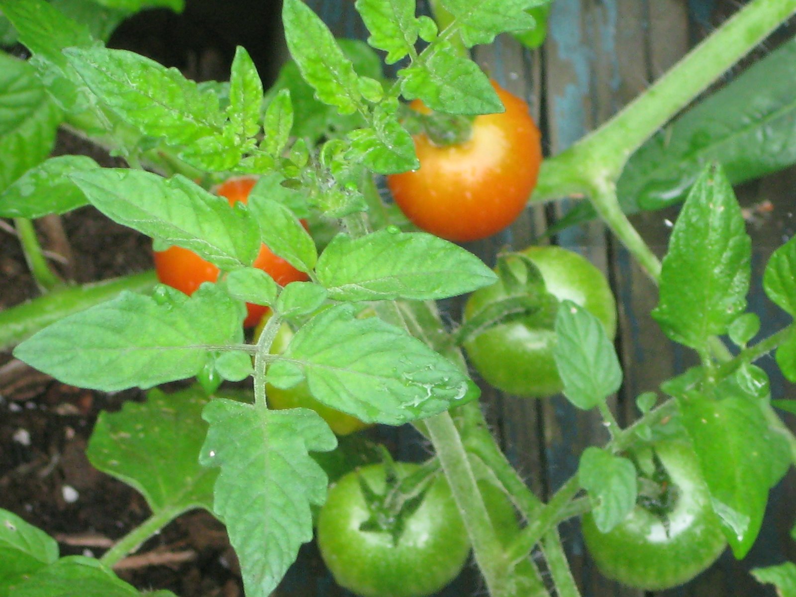[plants+tomates+003.jpg]