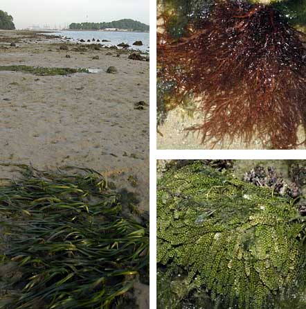 [seagrasses.jpg]