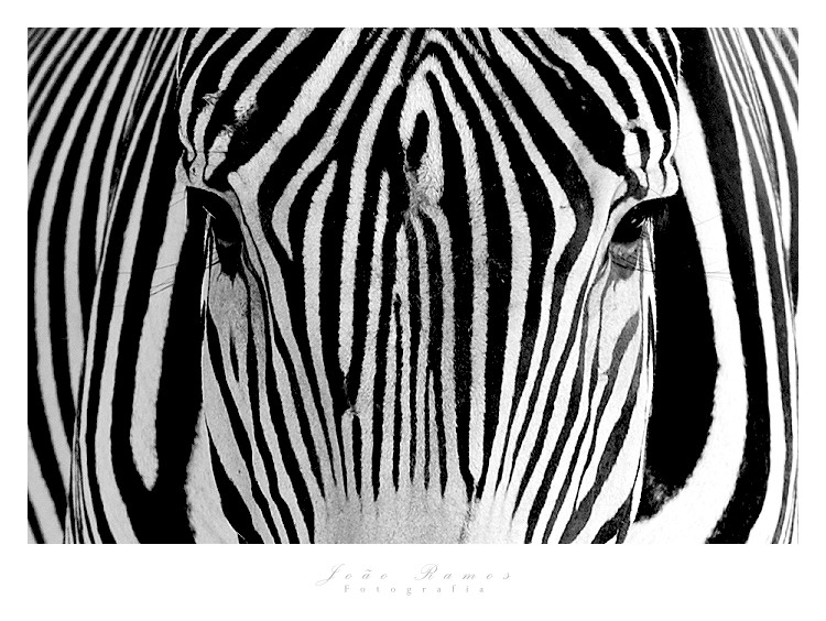 [camuflagem_zebra.jpg]