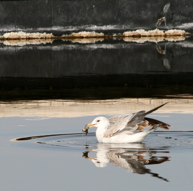 [Salton-Sea-gull.fish.183.jpg]