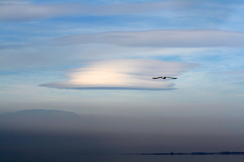 [Salton-Sea-sky-bird.1..-231.jpg]
