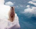 [polar+bear+on+ice+floe.jpg]