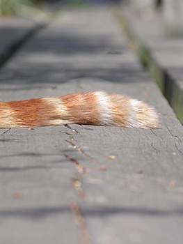 [ginger+cat+tail.jpg]