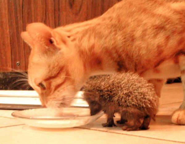 [cat+and+hedgehog.jpg]