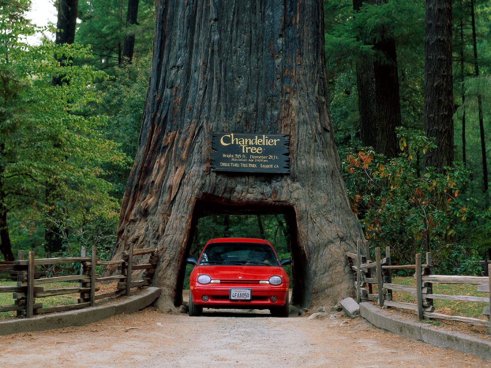 [Chandelier+Tree,+Leggett,+California.jpg]