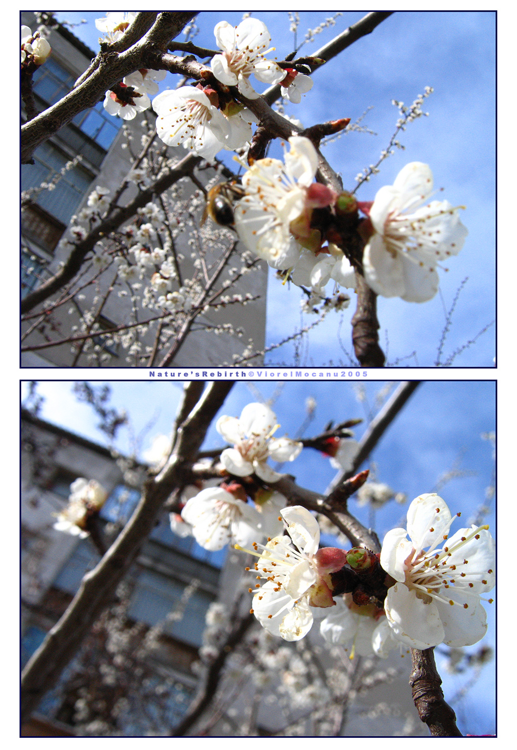 [Spring_III___Rebirth_by_Phoenix_88.jpg]