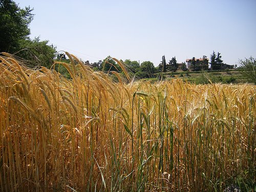 [wheat+stalks.jpg]