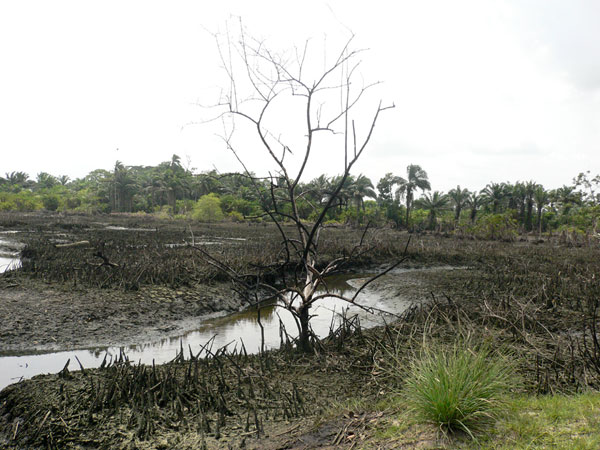 [shell+goi_burnt_mangroves.jpg]