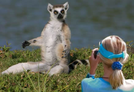 [ring-tailed-lemur.jpg]