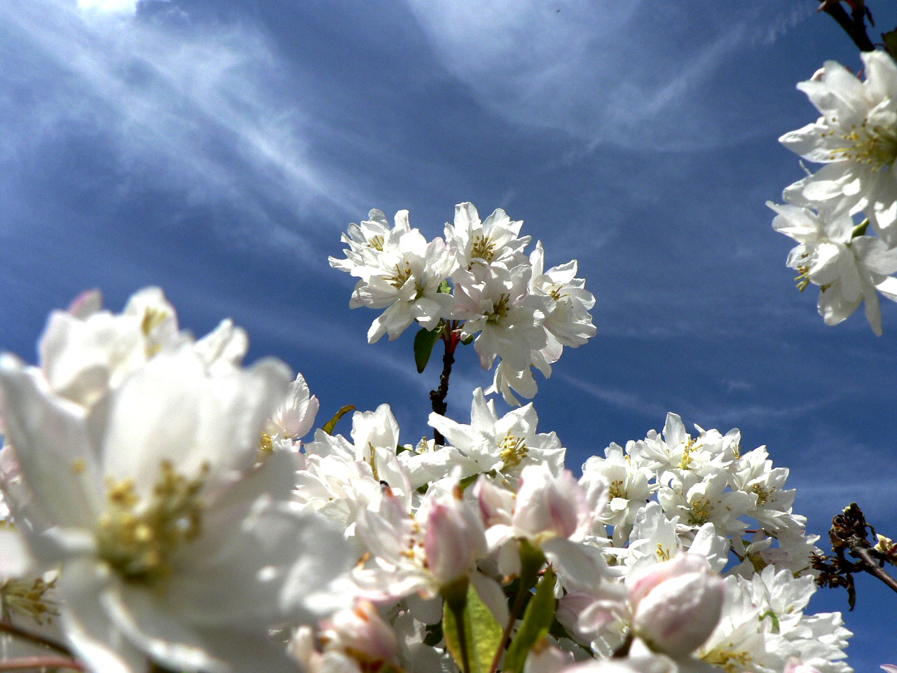 [Sky+&+blossoms.jpg]