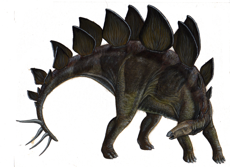 [Stegosaurus-c.jpg]
