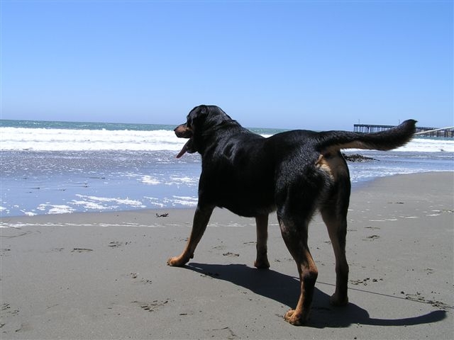 [lou+dog+at+beach.JPG]