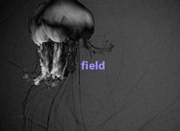 [jellyfish+book2.jpg]
