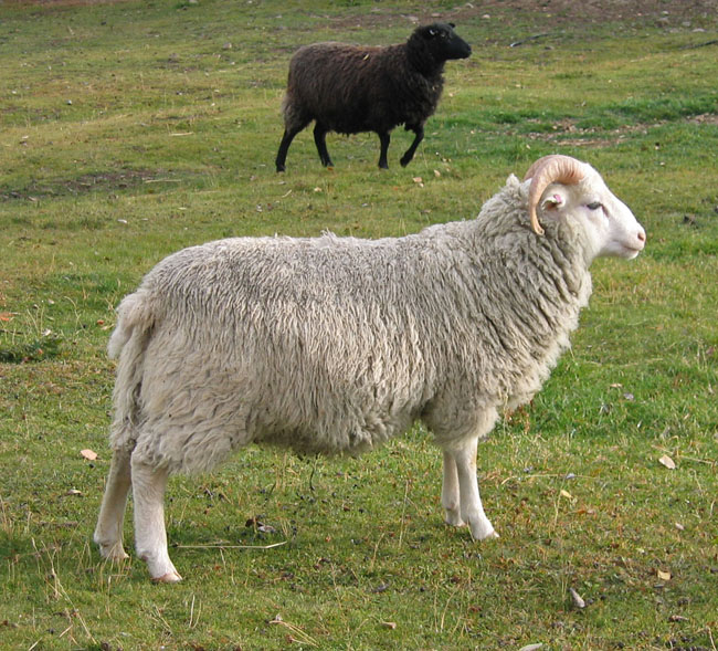 [2007.Oct.14.Sheep+002.jpg]