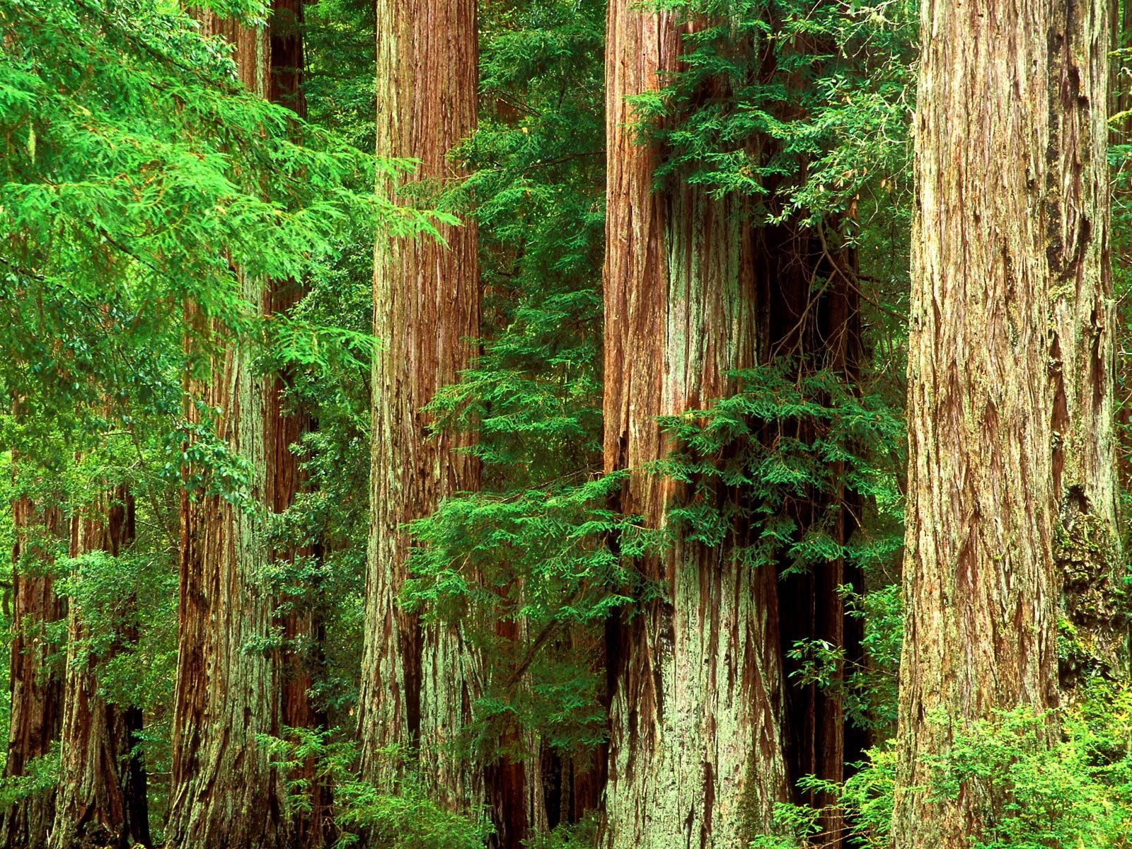 [Ancient_Giants_Big_Basin_Redwood_State_Park_California.jpg]