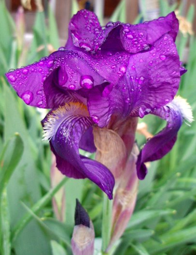 [iris+after+the+rain.jpg]