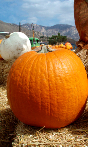 [big+pumpkin.jpg]