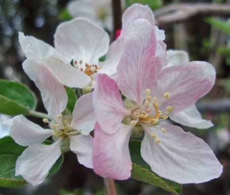 [apple+blossoms3.jpg]