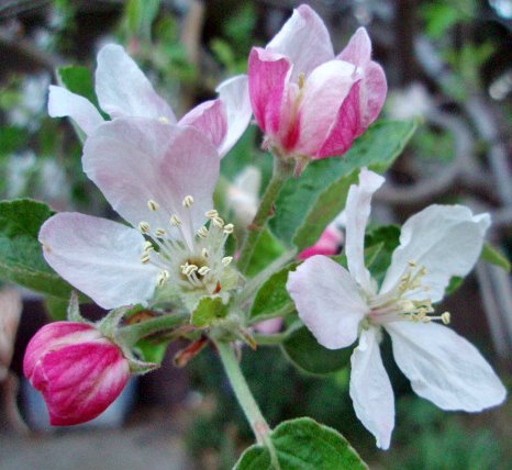 [apple+blossoms8.jpg]