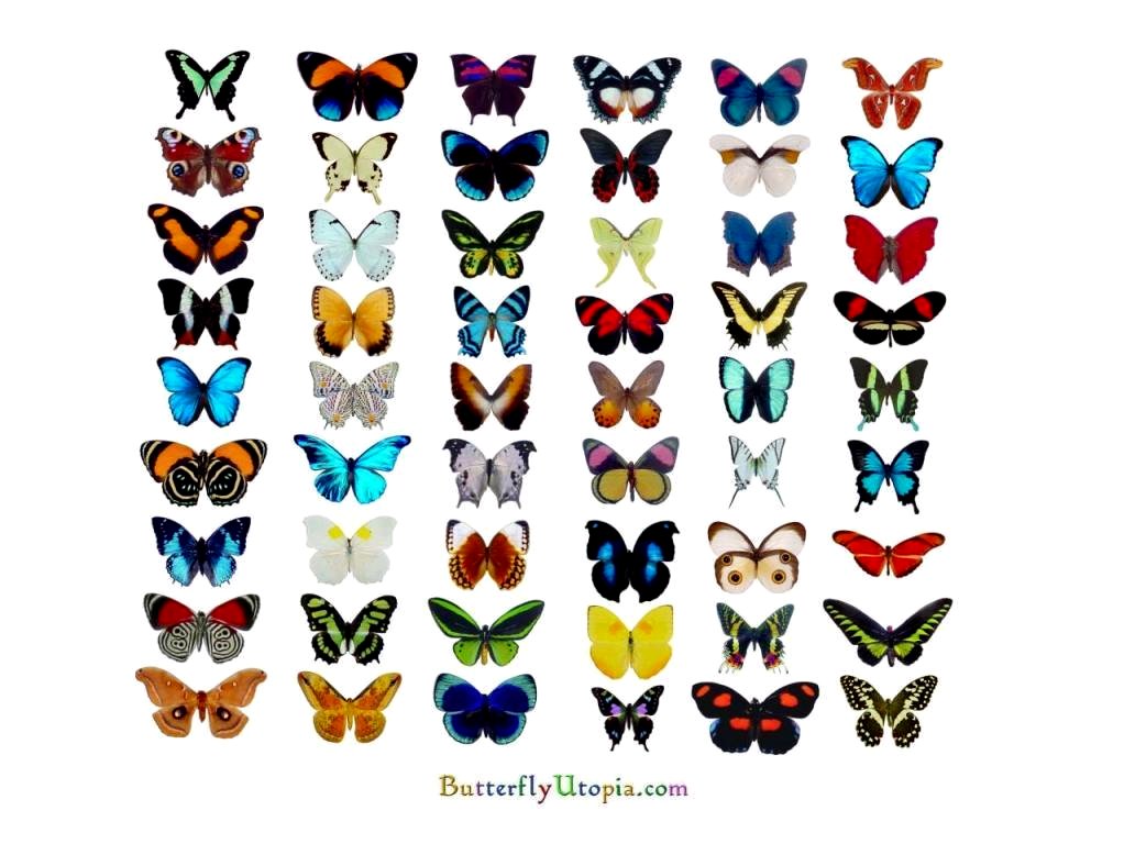[12C2-butterfly_wallpaper.jpg]