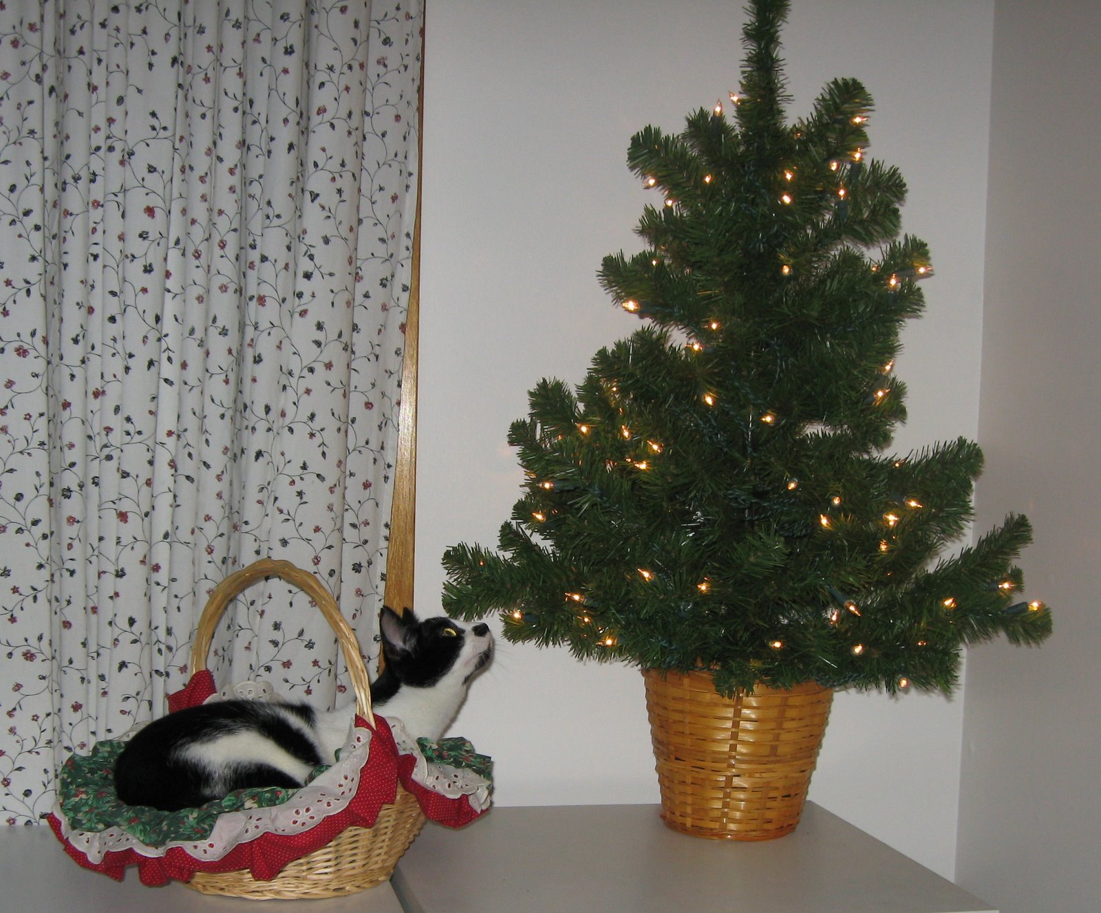[lucy+and+the+tree.jpg]