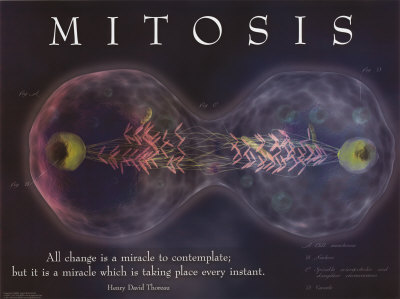 [03-PS101-5~Mitosis-Posters.jpg]