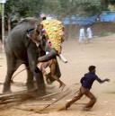 [Kerala+elephant.jpg]