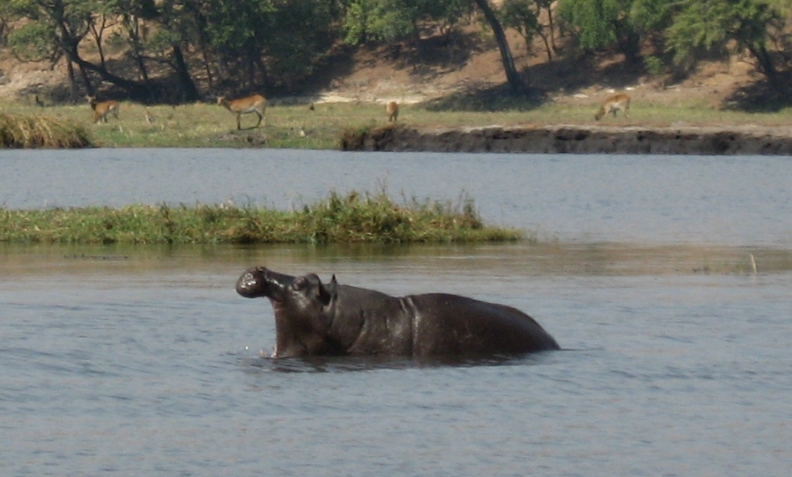 [430+christine+gets+another+hippo+mouth+shot.jpg]