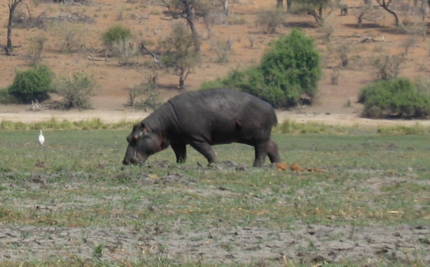 [435+hippo+out+of+water.jpg]