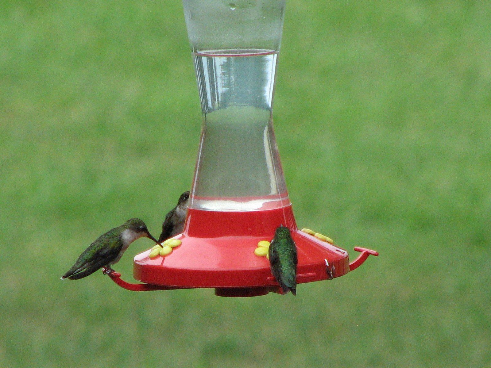 [hummingbirds+003.jpg]