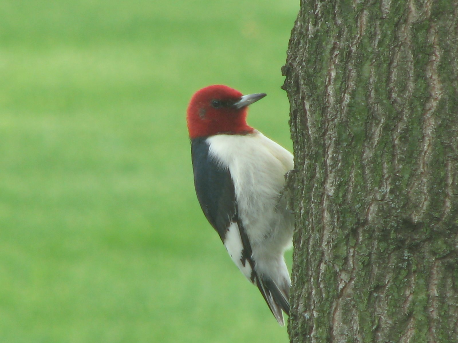 [Red+Headed+Woodpecker+003.jpg]