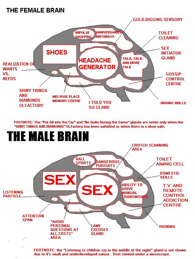 [male+female+brain.jpg]