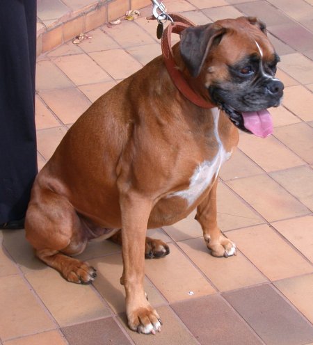 [boxer-canine-candy-at-vet.jpg]