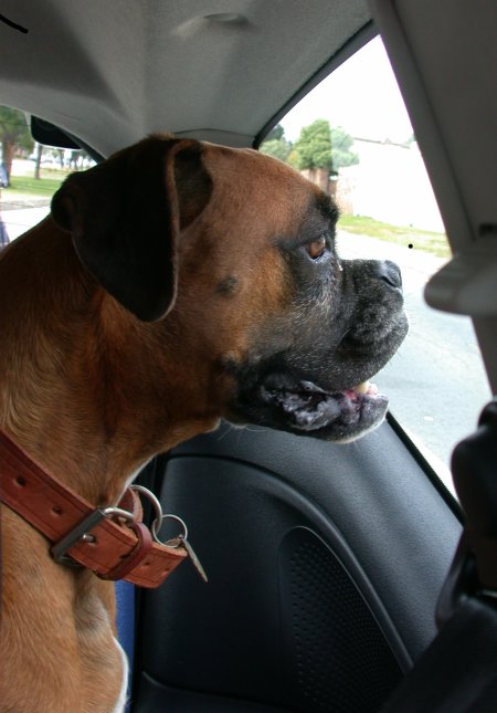 [candy-boxer-dog-looking+out+window.jpg]