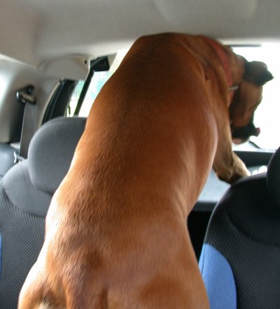 [candy-boxer-dog-canine-from-back.jpg]