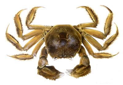 [chinese-mitten-crab-large.jpg]
