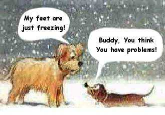 [dogs+in+snow+chrstmas+humor.jpg]