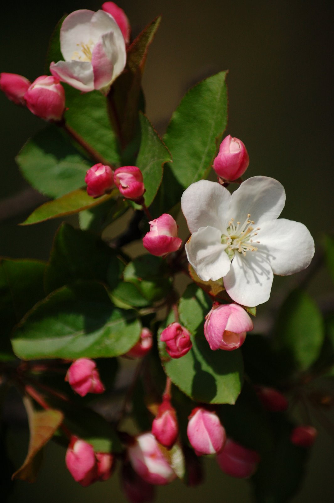 [blossom+buds.JPG]