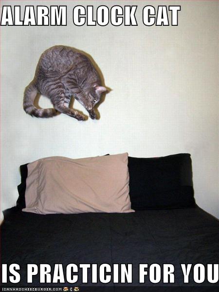 [funny-pictures-alarm-cat-clock-practice-bed-jump.jpg]
