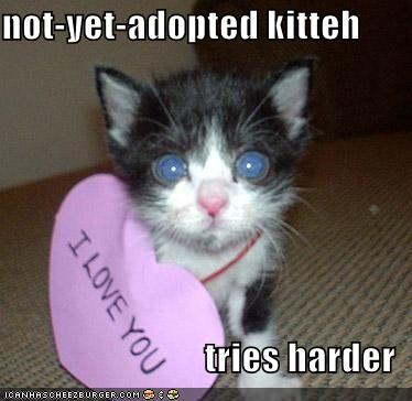 [funny-pictures-i-love-you-note-kitten.jpg]