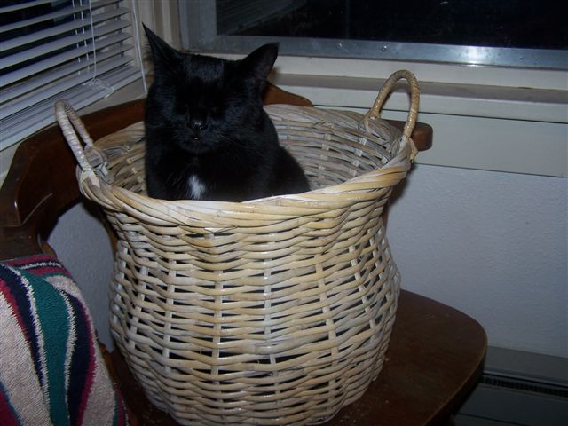 [cat+in+a+basket+005.jpg]