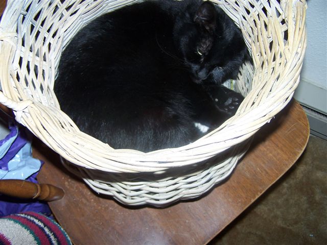 [cat+in+a+basket.jpg]