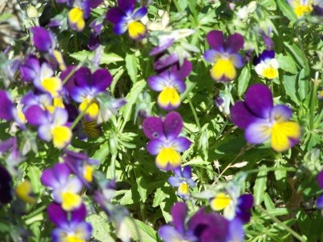 [violets+and+weeds+006.jpg]