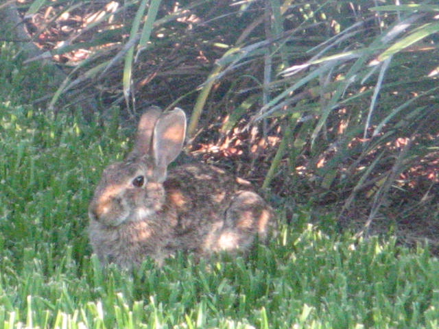 [Rabbit.06-07.JPG]