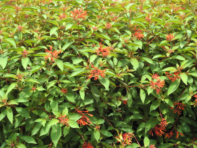 [Hummingbird+bush.jpg]