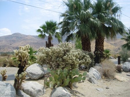 [Palm_Springs_Desert_cactus1.jpg]