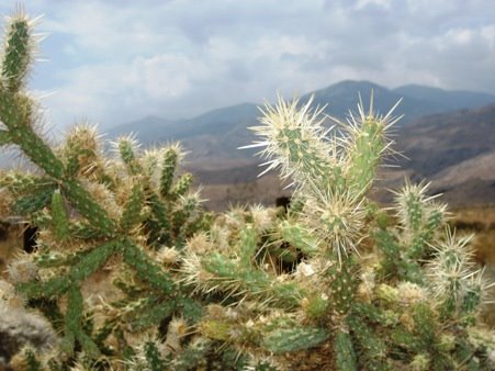 [Palm_Springs_Desert-cactus-sun.jpg]